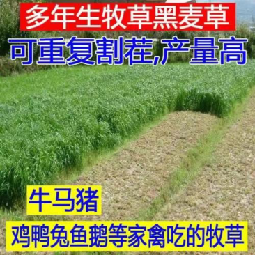 耐寒耐旱牧草进口多年生黑麦草种子四季常青鸡鸭鹅猪牛羊鱼