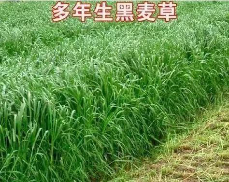 耐寒耐旱牧草进口多年生黑麦草种子四季常青鸡鸭鹅猪牛羊鱼