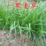 耐寒耐旱牧草进口多年生黑麦草种子四季常青鸡鸭鹅猪牛羊鱼
