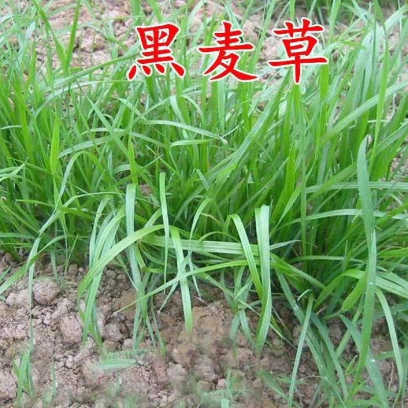 耐寒耐旱牧草进口多年生黑麦草种子四季常青鸡鸭鹅猪牛羊鱼
