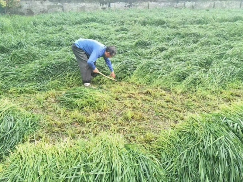 耐寒耐旱牧草进口多年生黑麦草种子四季常青鸡鸭鹅猪牛羊鱼