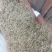 耐寒耐旱牧草进口多年生黑麦草种子四季常青鸡鸭鹅猪牛羊鱼