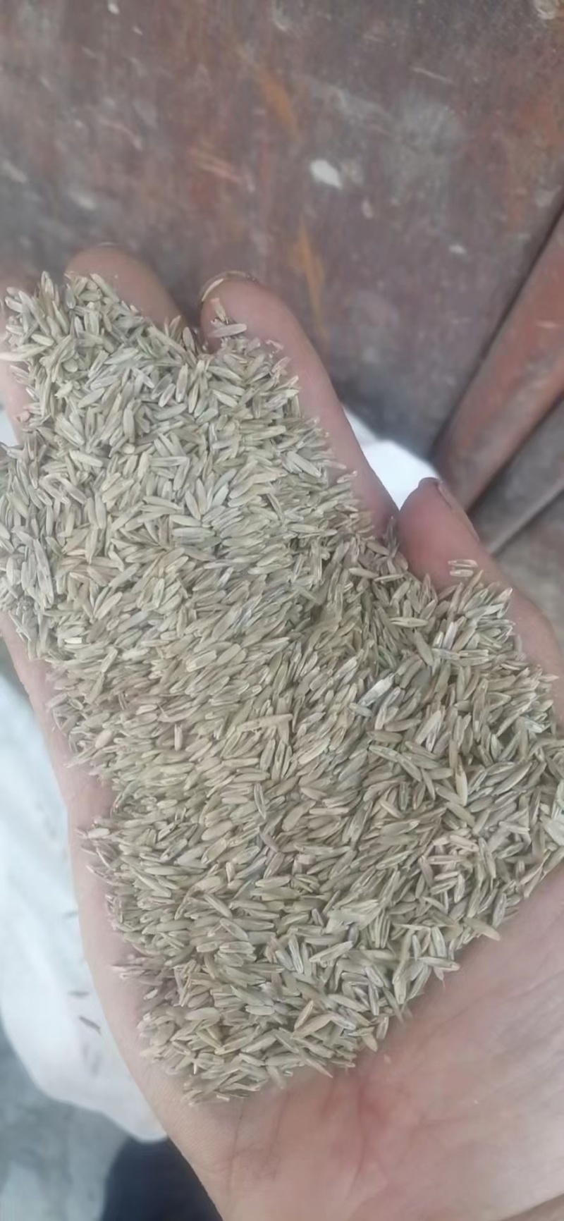 耐寒耐旱牧草进口多年生黑麦草种子四季常青鸡鸭鹅猪牛羊鱼