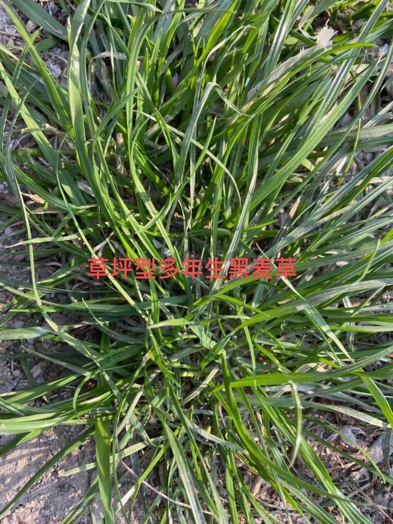 耐寒耐旱牧草进口多年生黑麦草种子四季常青鸡鸭鹅猪牛羊鱼
