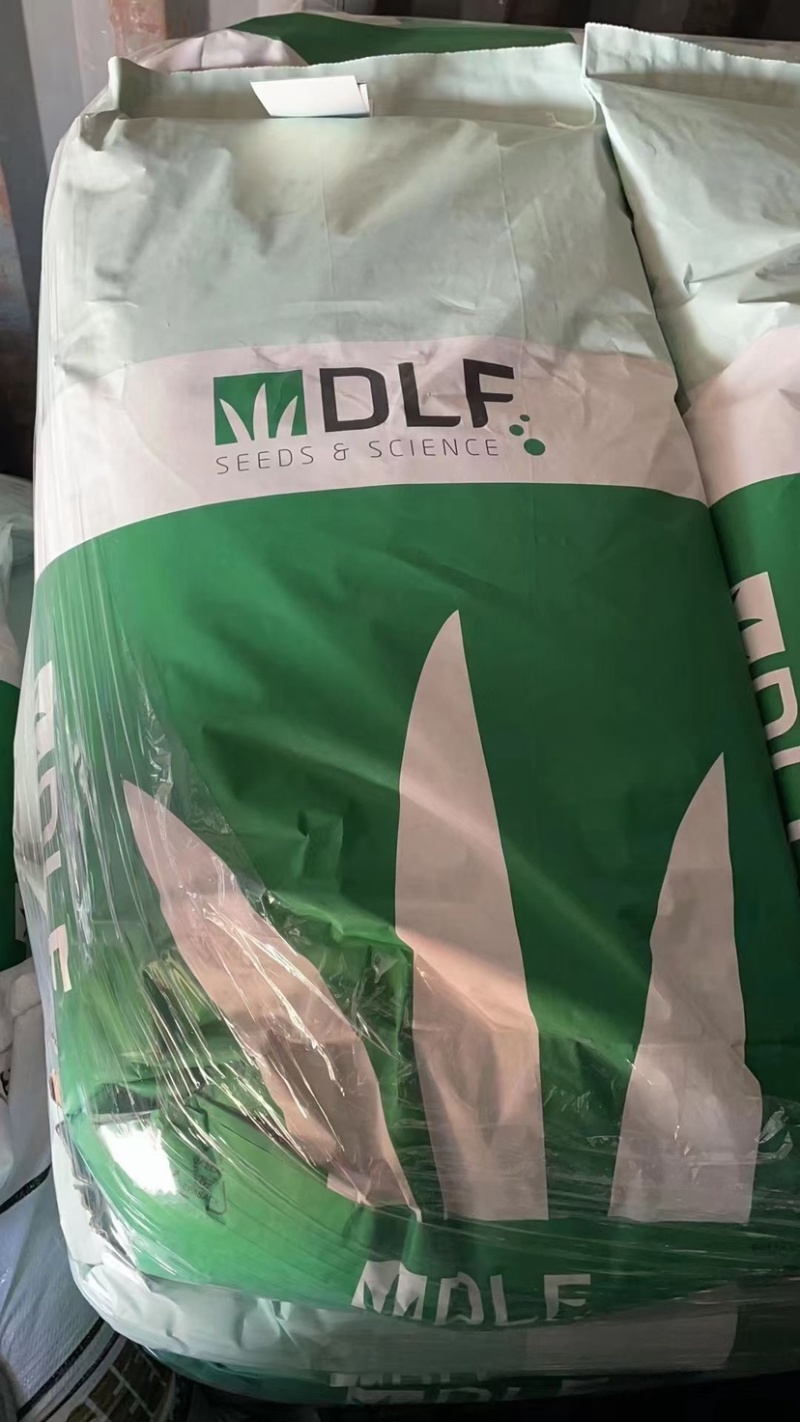 耐寒耐旱牧草进口多年生黑麦草种子四季常青鸡鸭鹅猪牛羊鱼