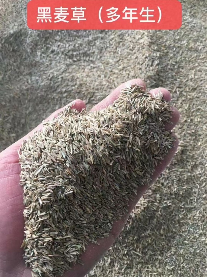 耐寒耐旱牧草进口多年生黑麦草种子四季常青鸡鸭鹅猪牛羊鱼