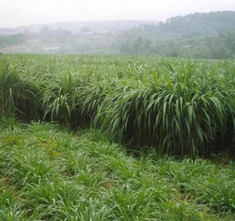耐寒耐旱牧草进口多年生黑麦草种子四季常青鸡鸭鹅猪牛羊鱼