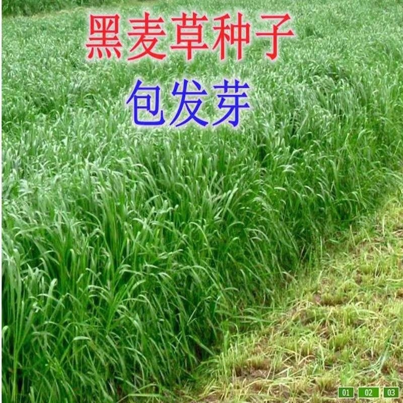 耐寒耐旱牧草进口多年生黑麦草种子四季常青鸡鸭鹅猪牛羊鱼