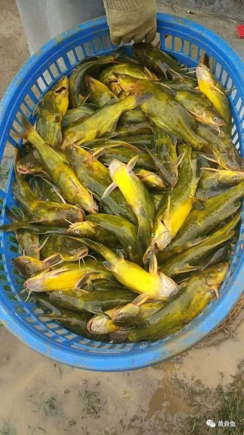 精品黄骨鱼（黄颡鱼）包存活率，提供技术指，免运费