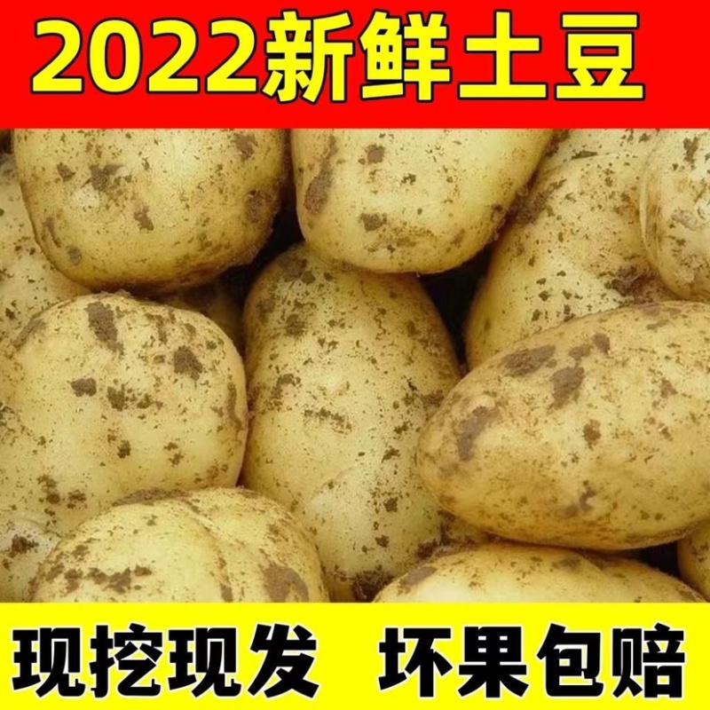 平阴三模土豆黄心土豆大量上市基地直供一手货源