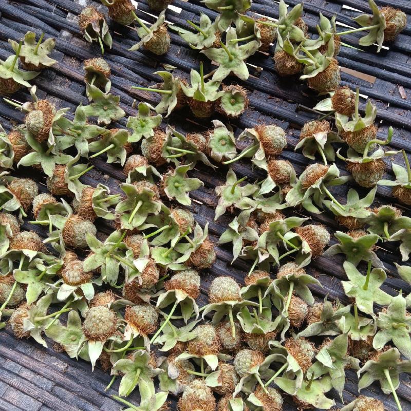 掌叶覆盆子苗，药用，食用高产掌叶覆盆子苗。