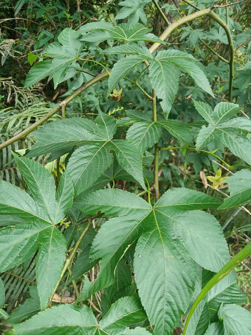 掌叶覆盆子苗，药用，食用高产掌叶覆盆子苗。