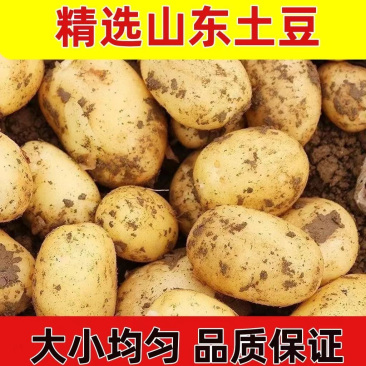 平阴三模土豆黄心土豆大量上市基地直供一手货源