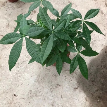 发财树，基地清货，质量保证，全国发货