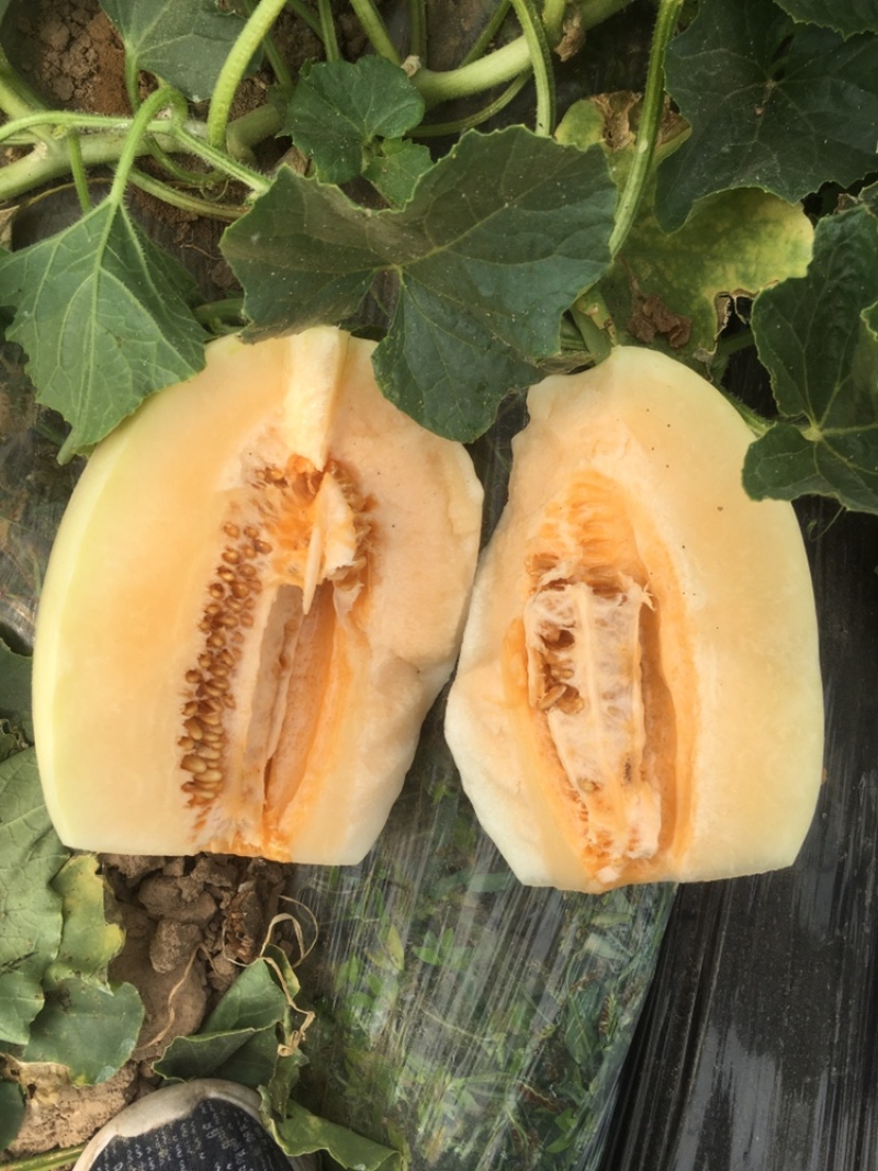东方翠红