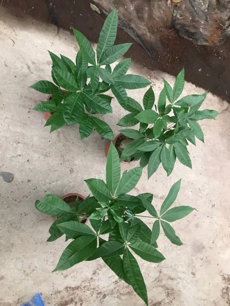 发财树，基地清货，质量保证，全国发货