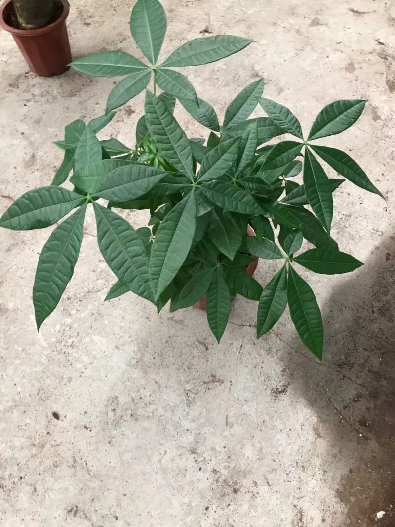发财树，基地清货，质量保证，全国发货