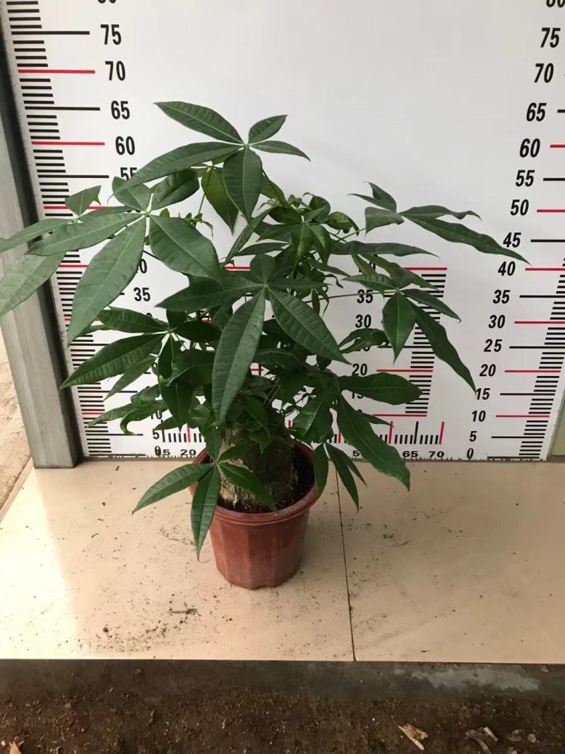 发财树，基地清货，质量保证，全国发货