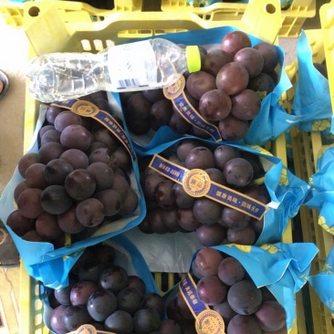 藤稔葡萄，代办各种葡萄，夏黑，巨峰，阳光等