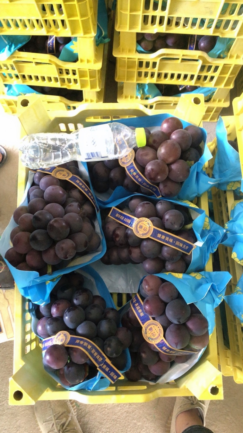 藤稔葡萄，代办各种葡萄，夏黑，巨峰，阳光等