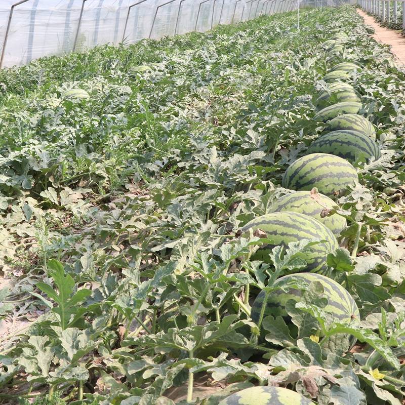甜王西瓜脆甜多汁全国发货诚信经营基地直供
