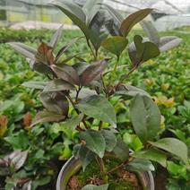 （精选）红叶贝拉山茶花绿植花卉基地种植量大有货