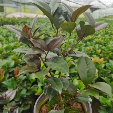 （精选）红叶贝拉山茶花绿植花卉基地种植量大有货