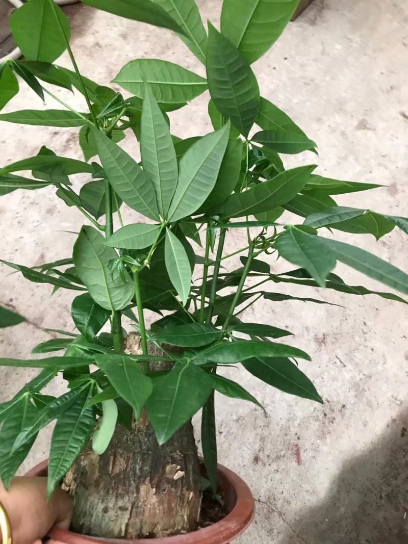 发财树，基地清货，质量保证，全国发货