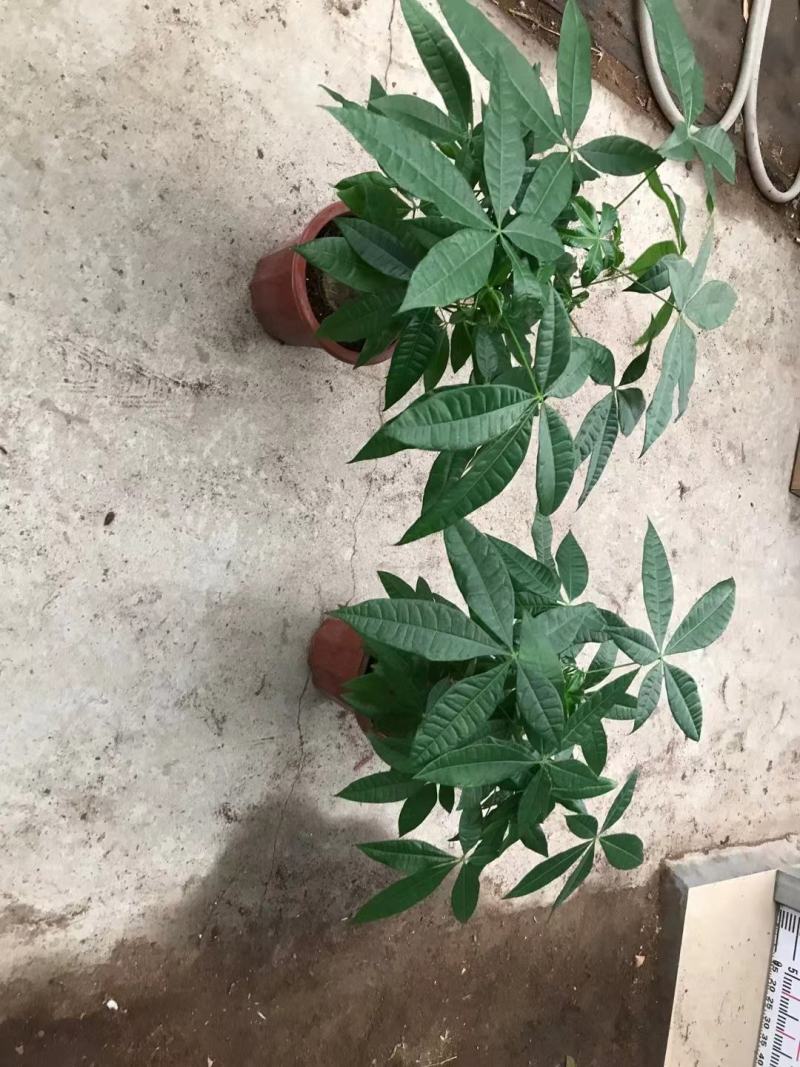发财树，基地清货，质量保证，全国发货