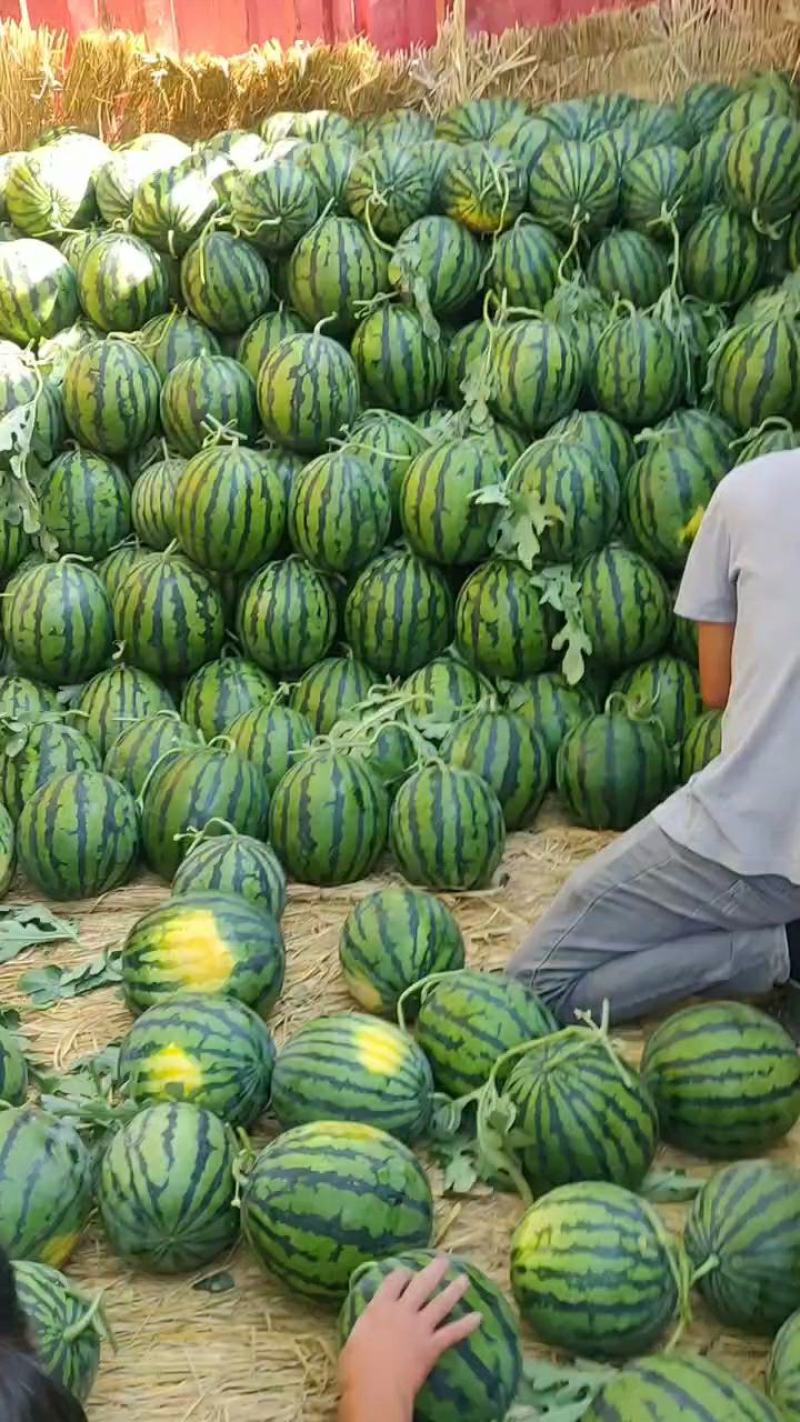 精品小甜王。平均十二三斤。