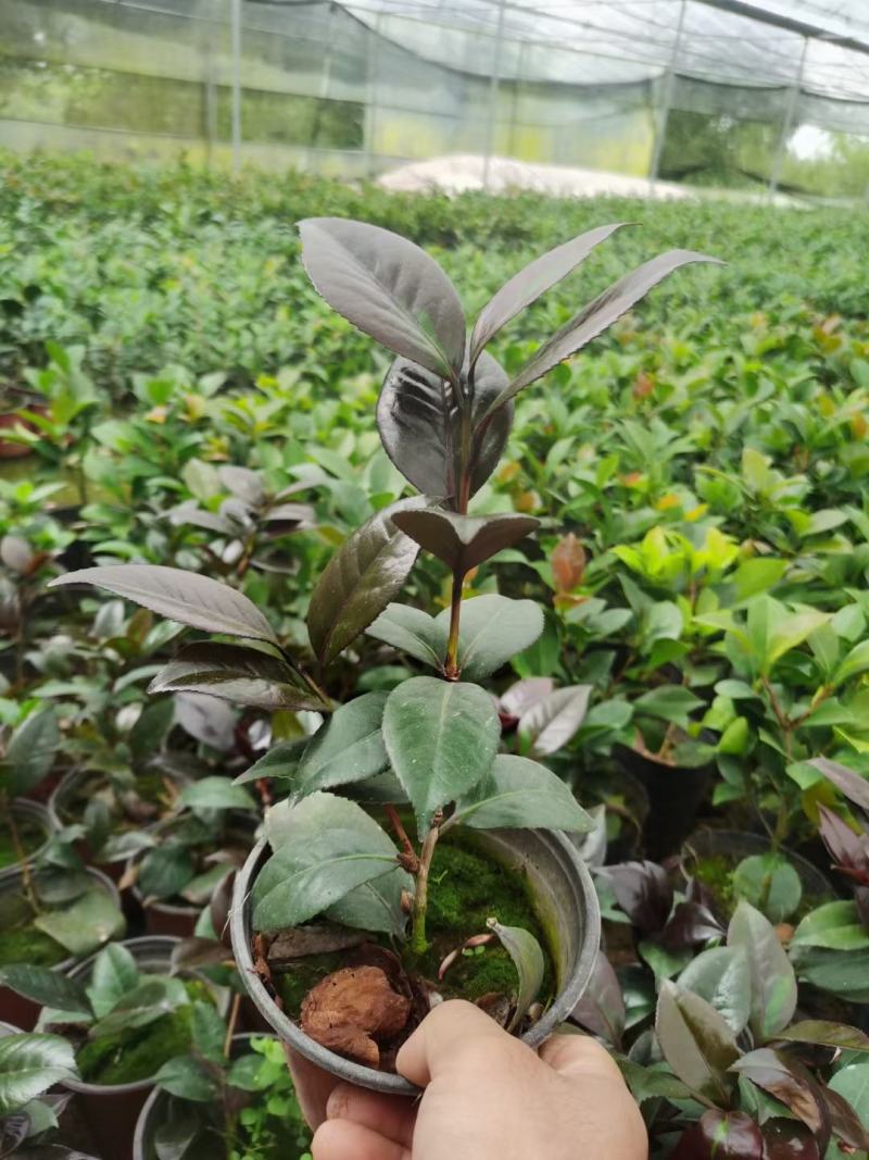 （精选）红叶贝拉山茶花绿植花卉基地种植量大有货
