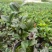 （精选）红叶贝拉山茶花绿植花卉基地种植量大有货