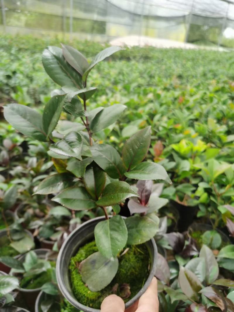 （精选）红叶贝拉山茶花绿植花卉基地种植量大有货
