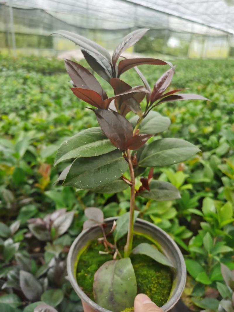 （精选）红叶贝拉山茶花绿植花卉基地种植量大有货