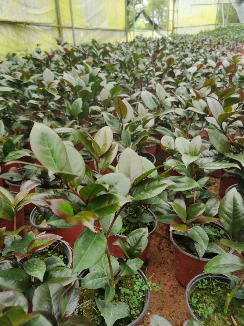（精选）红叶贝拉山茶花绿植花卉基地种植量大有货