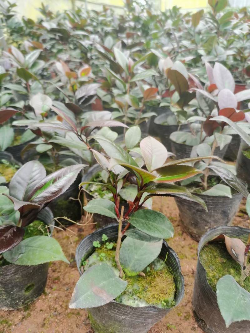 （精选）红叶贝拉山茶花绿植花卉基地种植量大有货