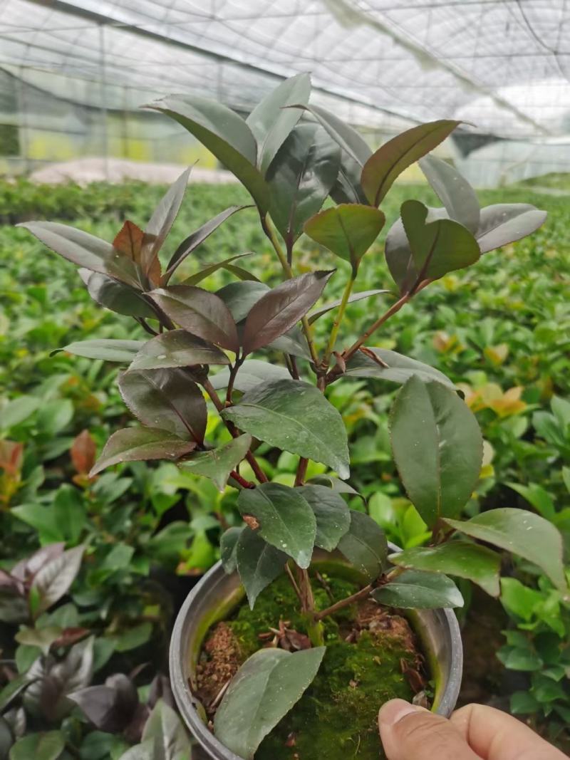 （精选）红叶贝拉山茶花绿植花卉基地种植量大有货