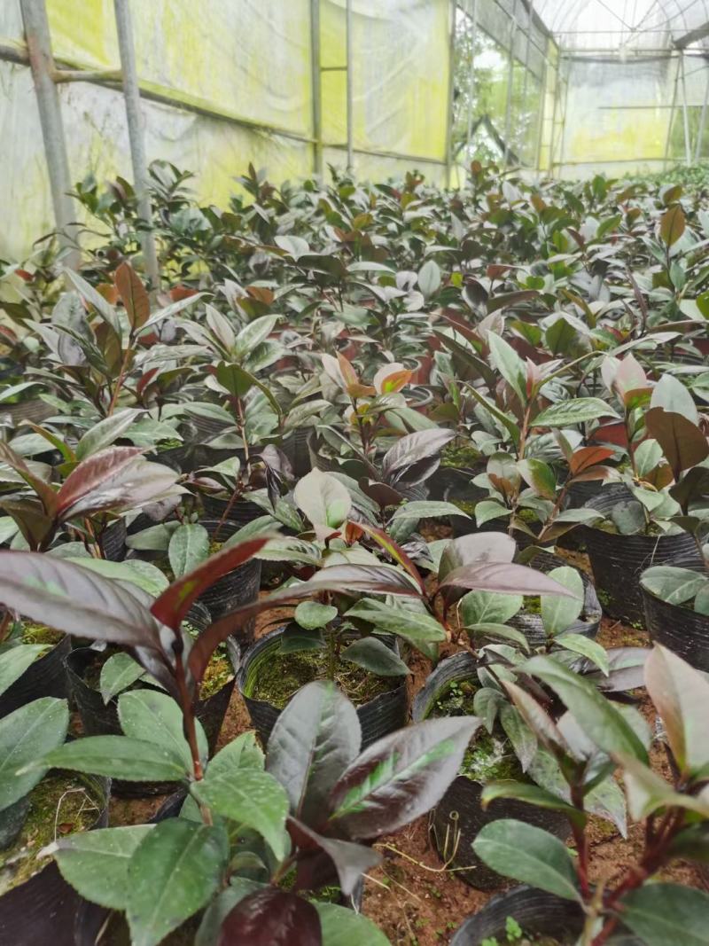 （精选）红叶贝拉山茶花绿植花卉基地种植量大有货
