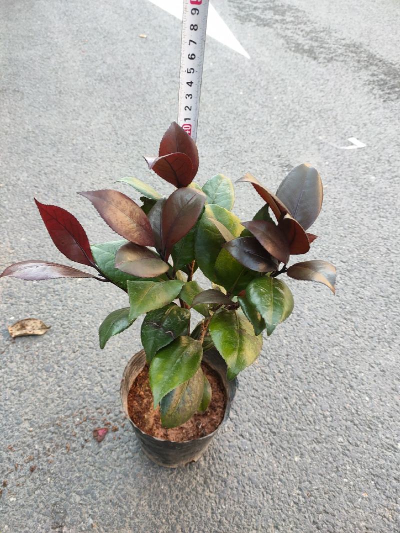 （精选）红叶贝拉山茶花绿植花卉基地种植量大有货
