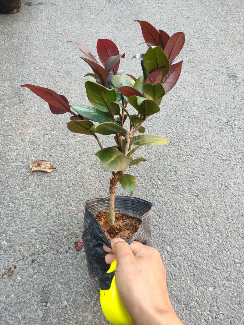 （精选）红叶贝拉山茶花绿植花卉基地种植量大有货