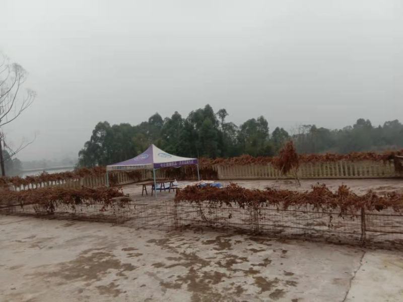 13长寿大洪湖旁600平农家乐带鱼塘出租，地下1层楼上4