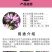 南非万寿菊种子蓝目菊耐寒景观庭院花卉四季播种开花非洲菊花