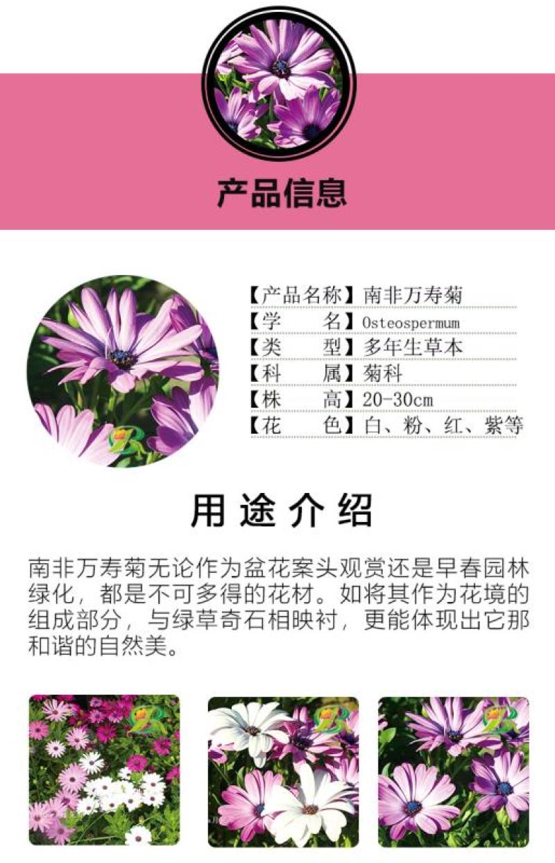 南非万寿菊种子蓝目菊耐寒景观庭院花卉四季播种开花非洲菊花