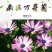 南非万寿菊种子蓝目菊耐寒景观庭院花卉四季播种开花非洲菊花
