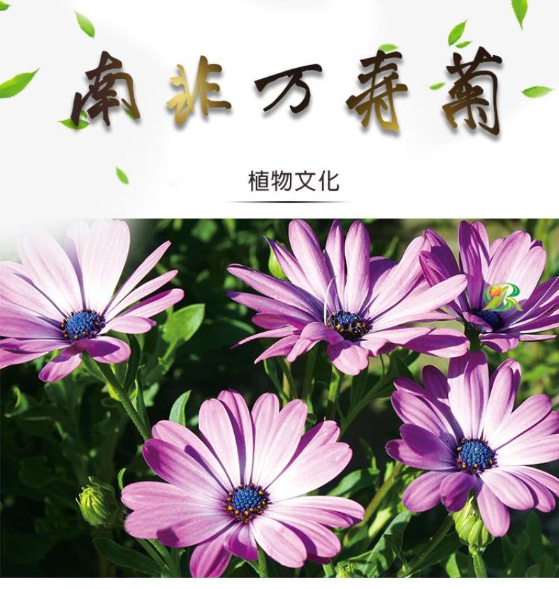 南非万寿菊种子蓝目菊耐寒景观庭院花卉四季播种开花非洲菊花