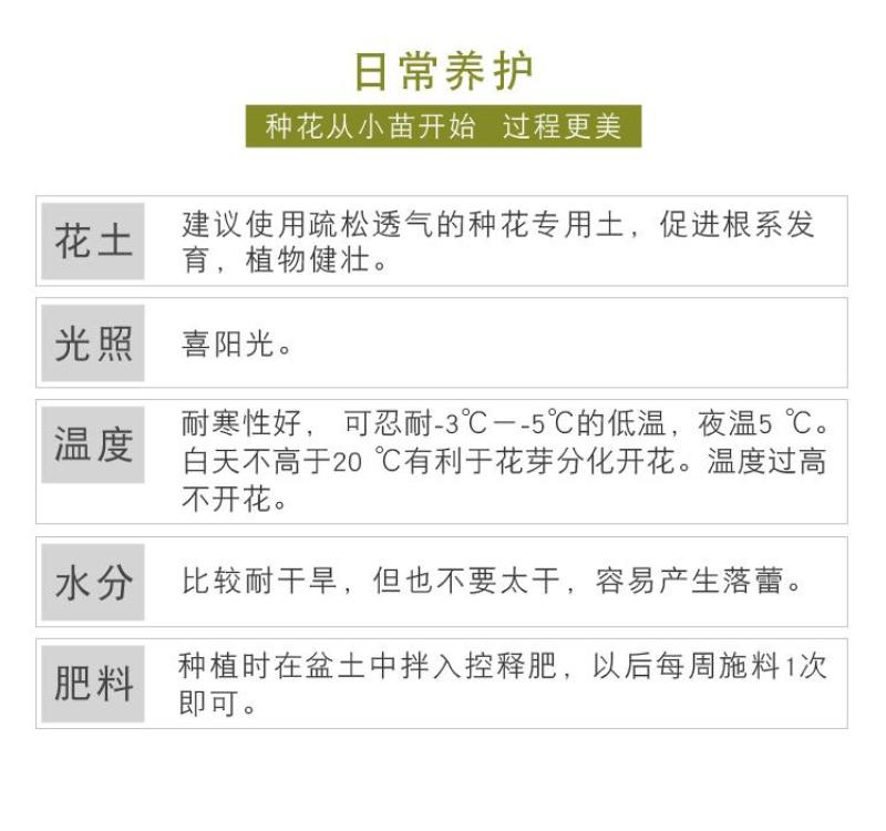 南非万寿菊种子蓝目菊耐寒景观庭院花卉四季播种开花非洲菊花