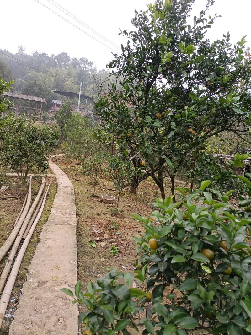 大学城虎峰山上300平独栋别墅加3亩土地出售，售价2