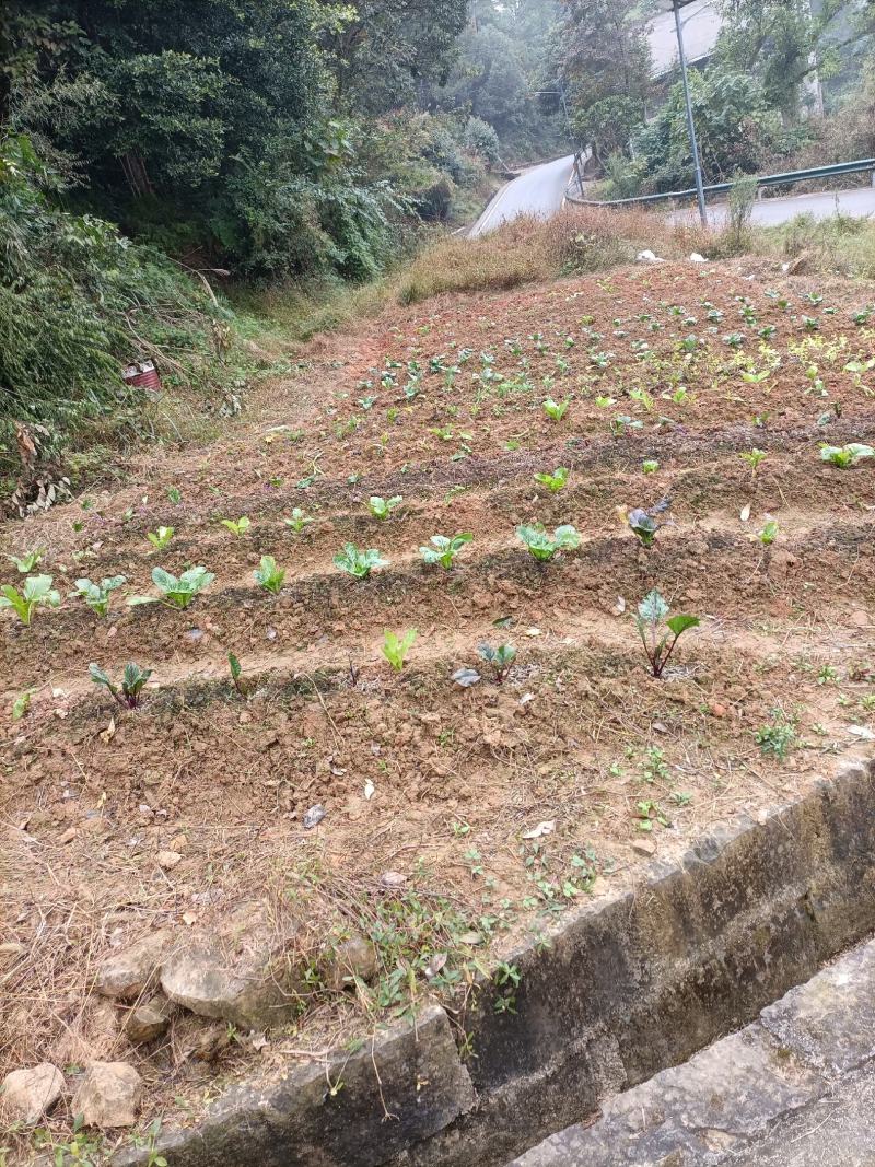 大学城虎峰山上300平独栋别墅加3亩土地出售，售价2