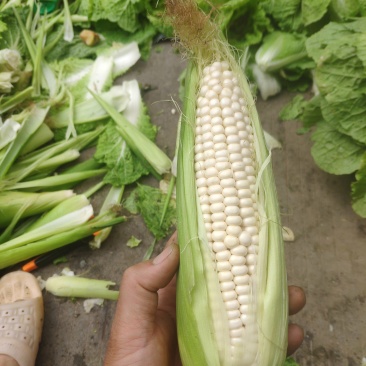 鲜玉米甜糯玉米