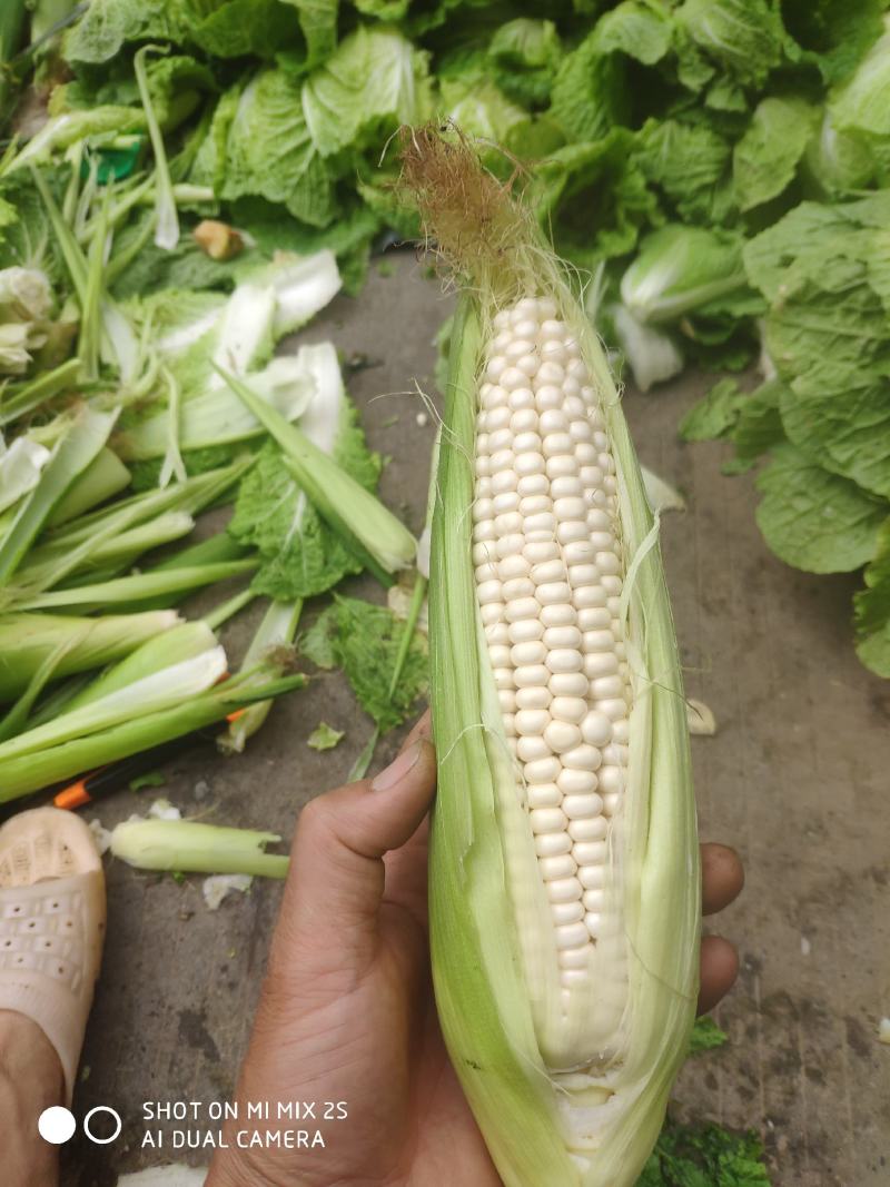 鲜玉米甜糯玉米